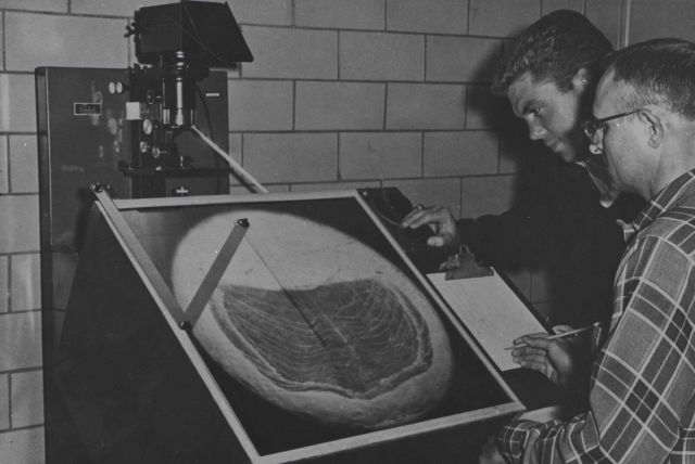 Determining age of shad from their scales to determine total age, age at first spawning, and number of times spawned. Picture