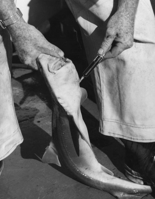 Blood sample from a dogfish Picture