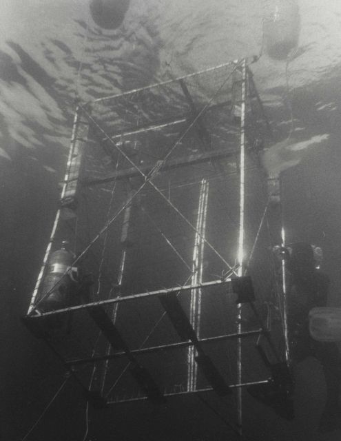 Diver biologist entering shark cage from sport fishing boat. Picture