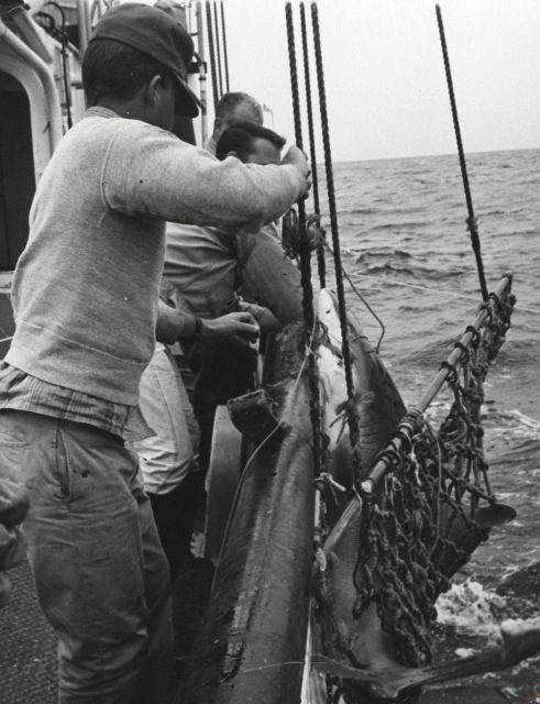 Casey and assistants bringing shark aboard in slings for tagging Picture