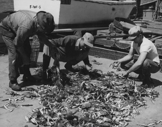 Sorting trawl catch predominantly of blue crabs and small fish of FWS research vessel Picture