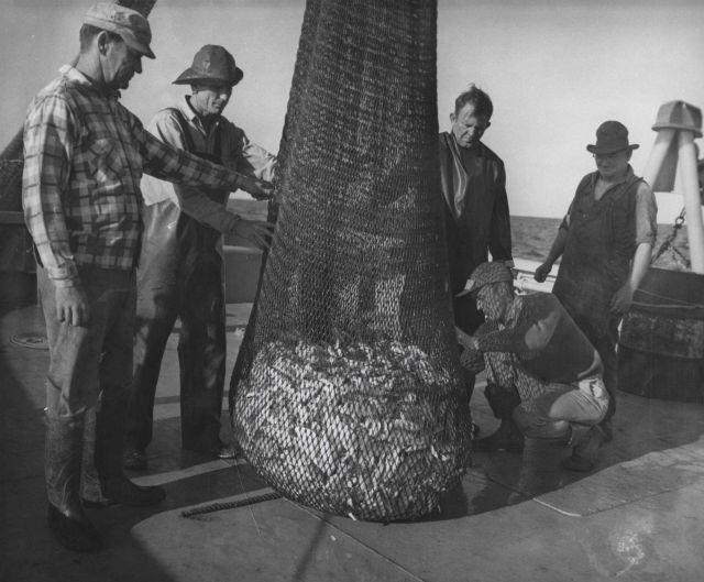 Preparing to dump cod end of trawl net on deck of FWS research vessel Picture