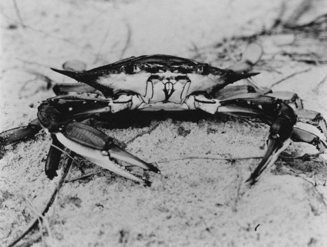 Blue crab Picture