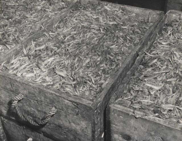 Fresh shrimp in wooden boxes before being cooked and canned Picture