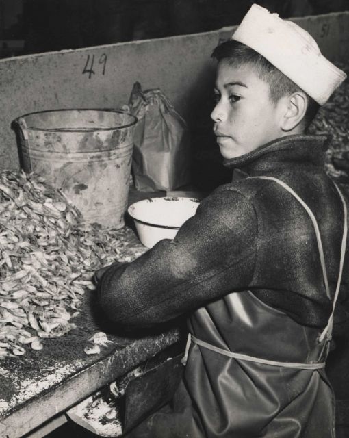 Indian boy picking shrimp in fish house Picture