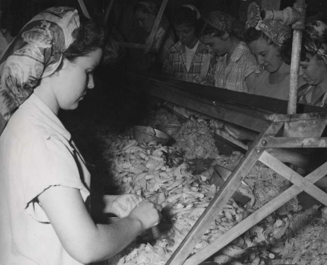 Women on assembly line at shrimp processing plant Picture