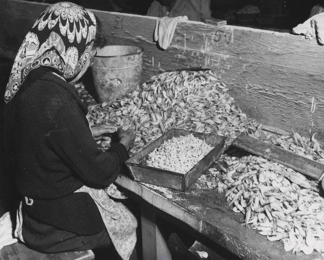 Indian woman picking shrimp in fish house Picture