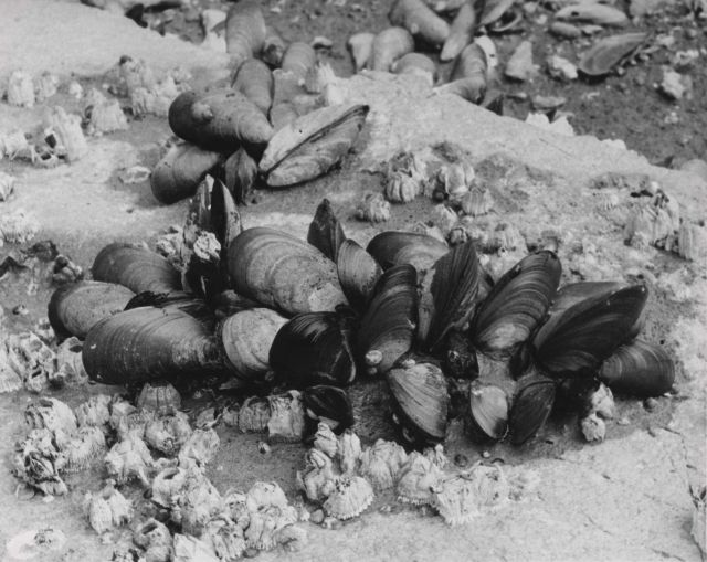 Edible or blue mussels (Mytilus edulis) Picture