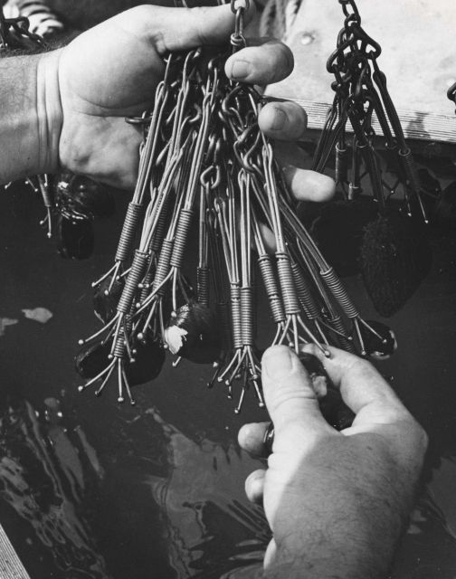 Close-up view showing mussels attached to crow-foot bar hooks Picture
