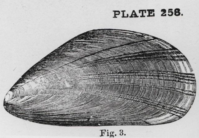 Edible or blue mussels (Mytilus edulis) Picture