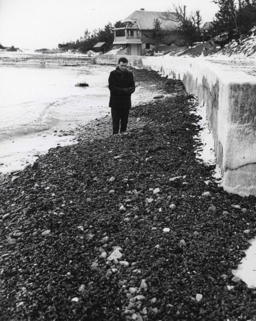 Windrows of mussels on the beach following a January northeaster storm. Picture