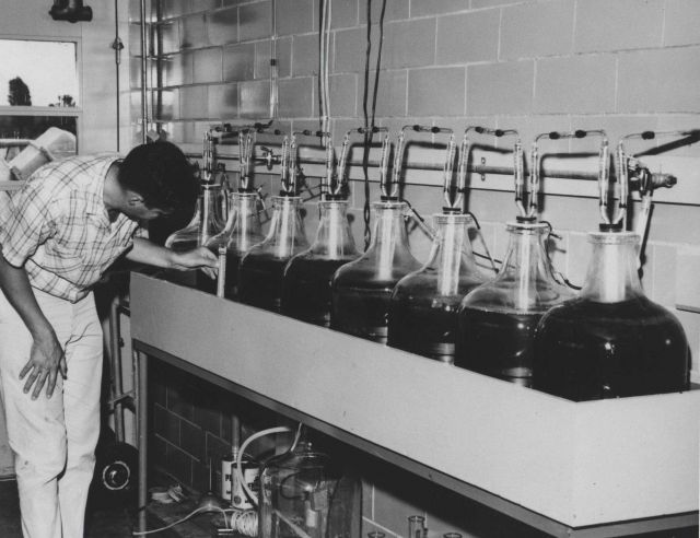 Shellfish research - cultureing algae as shellfish food Picture