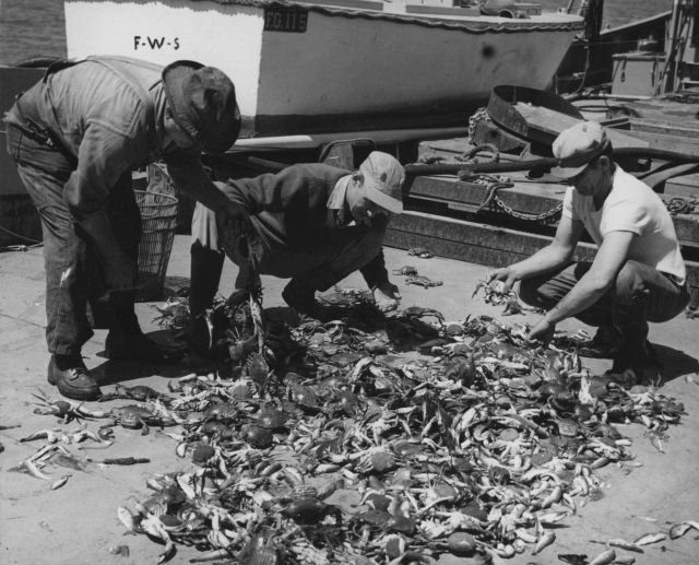 Sorting trawl catch of blue crabs and small fish on deck of FWS research vessel Picture