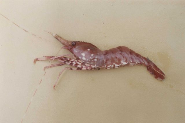 Coonstripe shrimp Picture