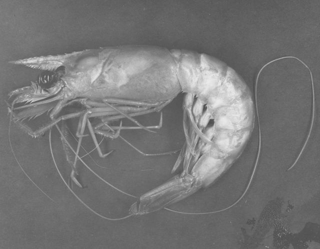 Royal red shrimp (Hymenopenaeus robustus) Picture