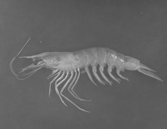 White shrimp (Penaeus setiferus) Picture