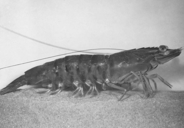 Adult pink shrimp (Penaeus duorarum) Picture