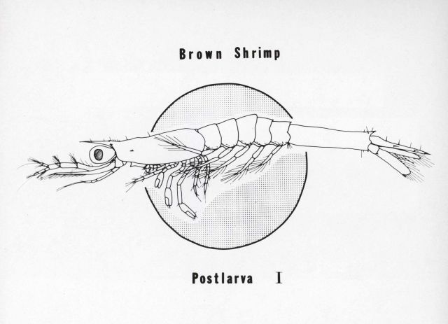 Drawing of first postlarva of brown shrimp (Peneaeus aztecus), about twelve days after hatching Picture