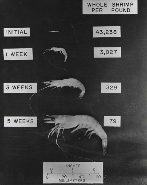 Growth of white shrimp (Penaeus setiferus) over a six-week period in an artificial environment Picture