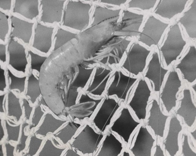 Shrimp entangled by its numerous spines in extra mesh twines of Guthrie improved net. Picture