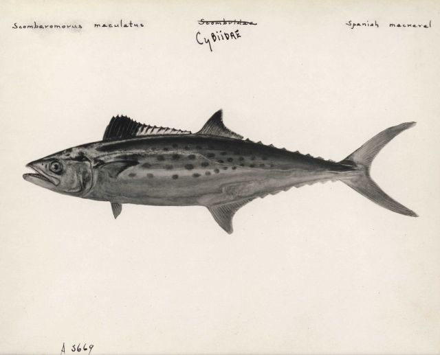 Spanish mackerel (Scomberomorus maculatus) Picture