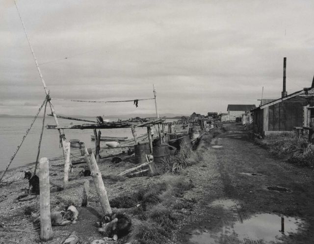 Drying sheefish Picture