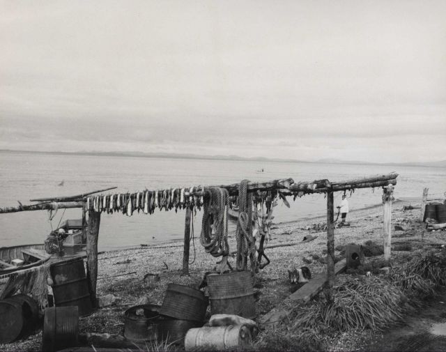 Drying sheefish Picture