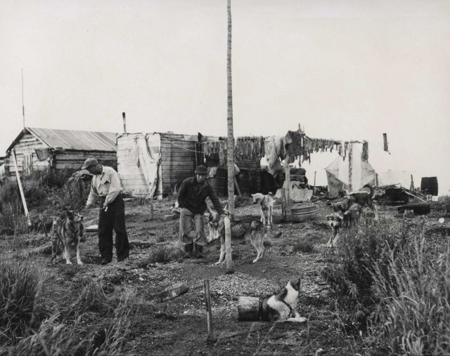 Drying sheefish Picture