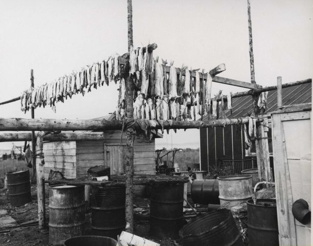 Drying sheefish Picture