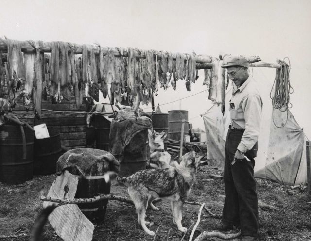 Drying sheefish Picture