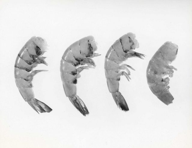 Black-spot disease in shrimp. Picture