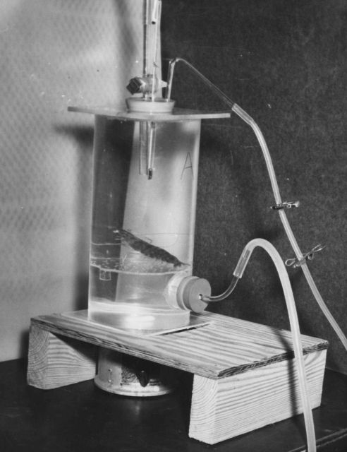 Apparatus used in shrimp respiration studies Picture