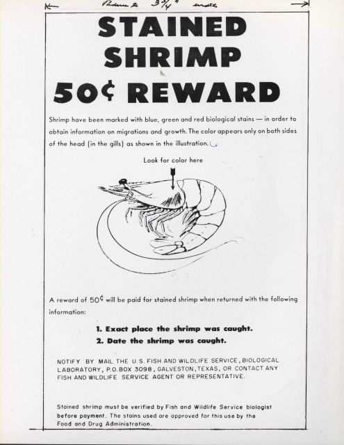 Reward poster for return of stained shrimp Picture