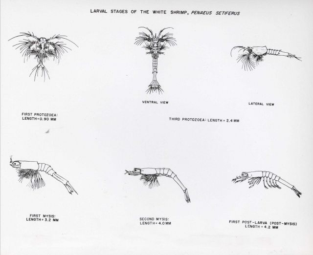 Larval stages of the white shrimp (Penaeus setiferus) Picture