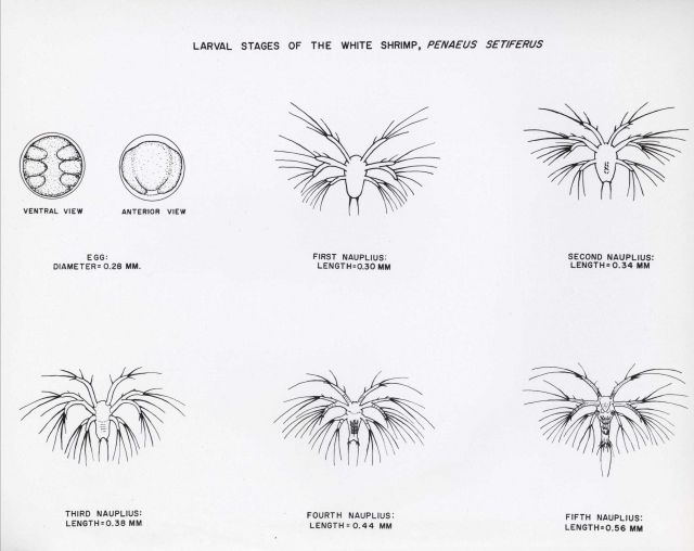 Larval stages of the white shrimp (Penaeus setiferus) Picture