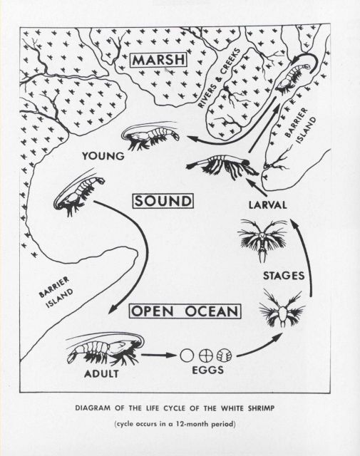Diagram of the life cycle of the white shrimp Picture