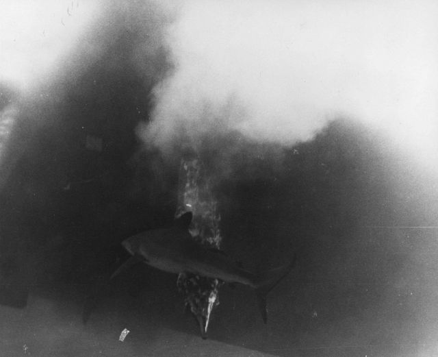 Dead porpoise being eaten by sharks under a cloud of dissolved bluestone. Picture