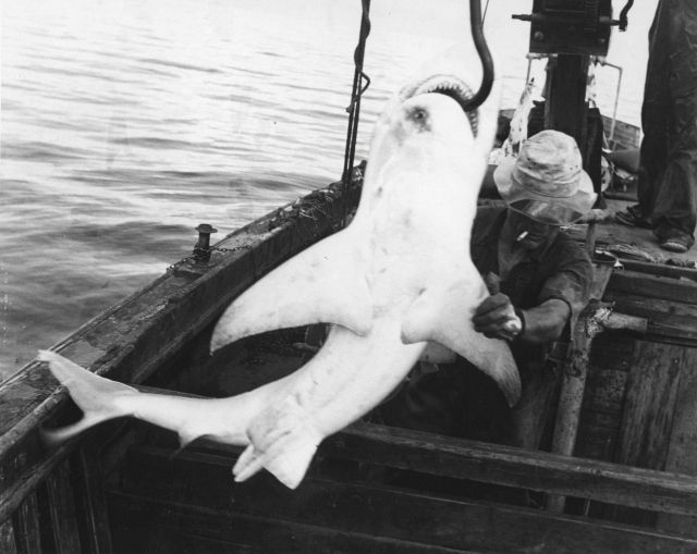 Hoisting sandbar shark, Carcharhinus milberti, aboard shark fishing vessel Picture