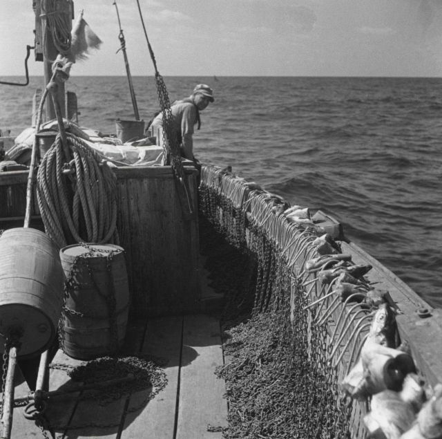 A shark long-line, baited, preparatory to setting Picture