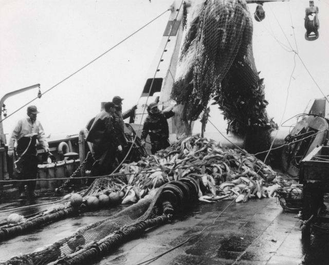 A small portion of a record catch of dogfish taken by the ALBATROSS IV in 100 fathoms of water south of Nantucket Picture