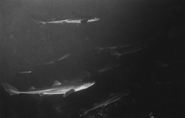 A school of dogfish sharks Picture