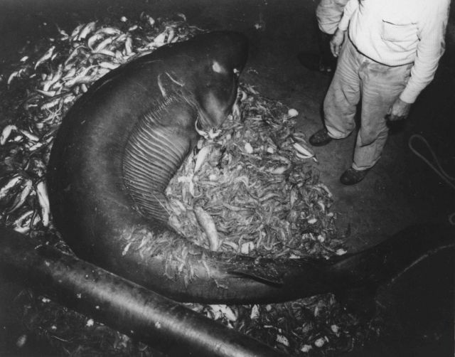 Thirteen-foot cow shark caught in Gulf of Mexico by FWS exploratory ship OREGON Picture