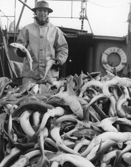 Dogfish on deck of the ALBATROSS IV Picture