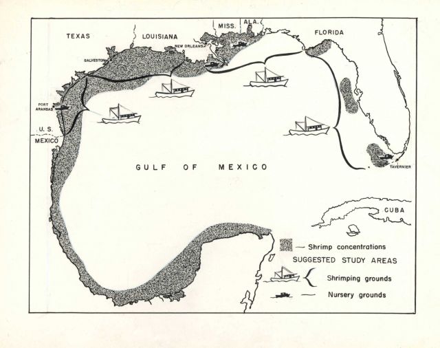 Map showing shrimp concentrations and suggested study areas in the Gulf of Mexico. Picture