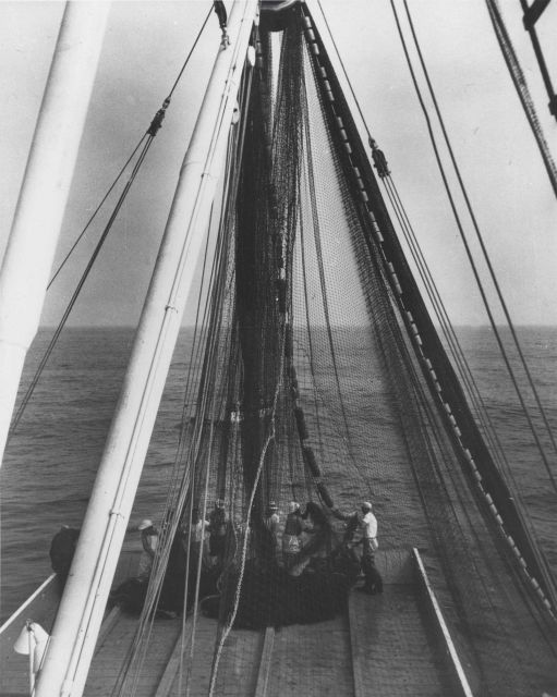 Trawl nets ready to be deployed Picture