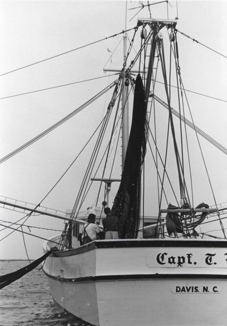 Shrimp trawler dumping shrimp catch on deck Picture