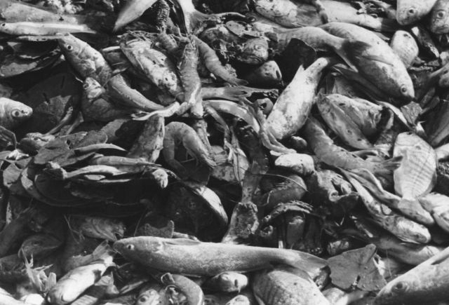 Fish bycatch caught in shrimp net Picture