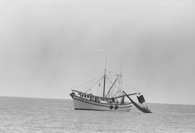 Hauling in shrimp net Picture