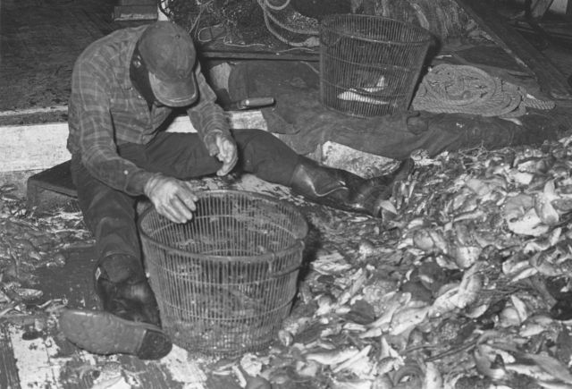 Sorting shrimp catch aboard the CAPTAIN FRANKIE Picture