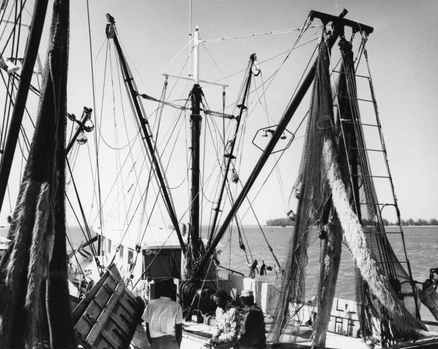 Double-rig shrimp trawling in the Gulf of Mexico Picture